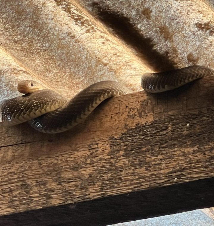 Tierrettung in der Kellergasse - Schlange